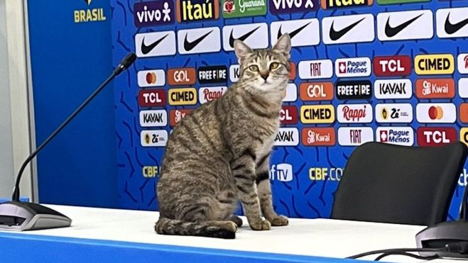 El gato que no quiso Brasil El gato que no quiso Brasil