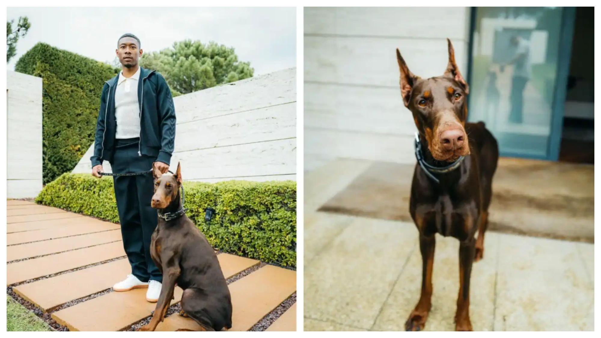 David Alaba junto a su perro