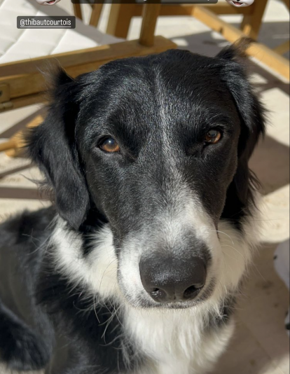 Shelby, el mejor amigo de Thibaut Courtois