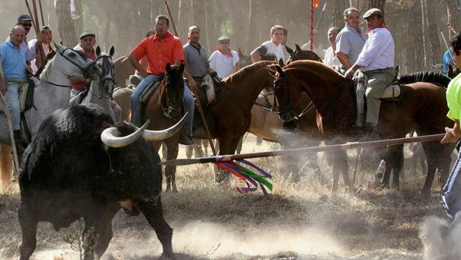 toro de la vega tordesillas 55231